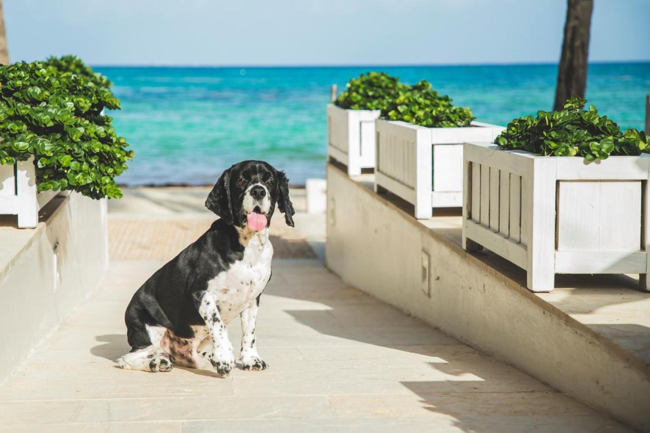 Thompson Playa Del Carmen Beach House, By Hyatt Esterno foto
